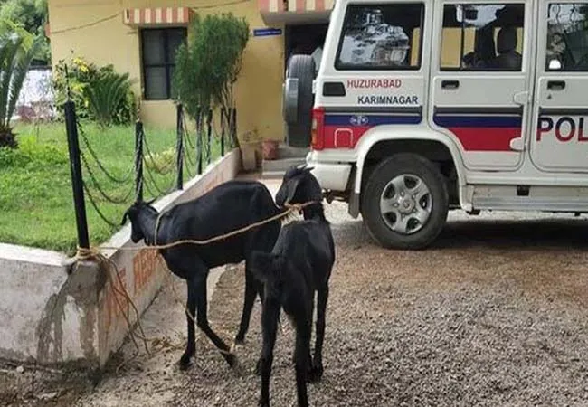 TELANGANA  Two goats were arrested by the police for eating the plants